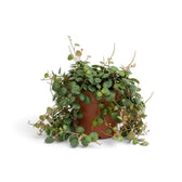 Üppige Peperomia ‘Pepperspot’ mit dichten Blättern, die über einen orangefarbenen Kulturtopf herabfallen