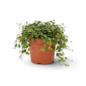 Buschige Peperomia ‘Pepperspot’ mit dicht stehenden runden Blättern und hängenden roten Trieben