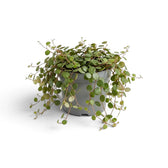 Ausgewachsene Peperomia ‘Pepperspot’ mit dichtem Vorhang aus runden Blättern, die aus einem grauen Topf herabhängen