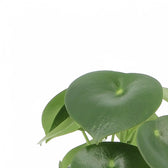 Peperomia polybotrya 'Raindrop' leaf detail on white background.