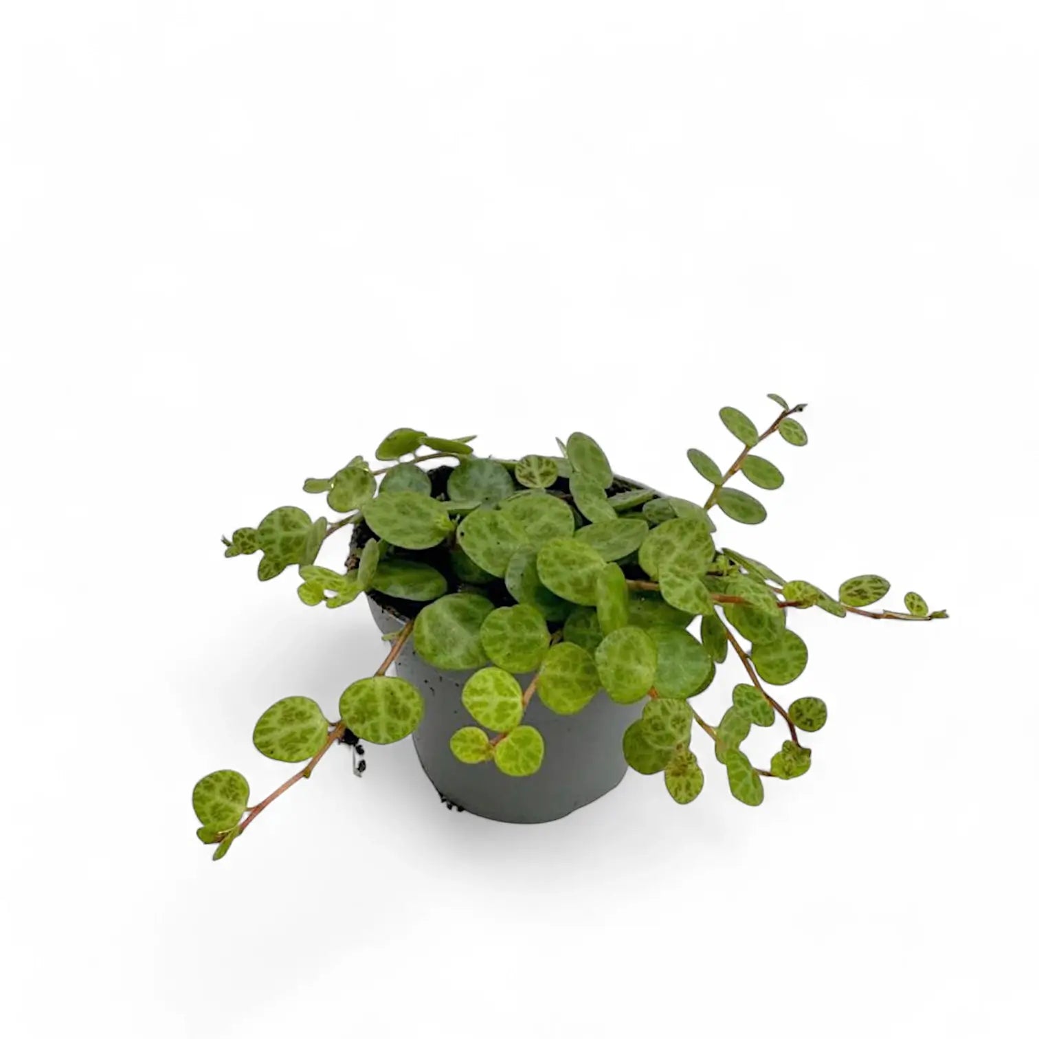 Peperomia prostrata potted plant in nursery pot on white background.
