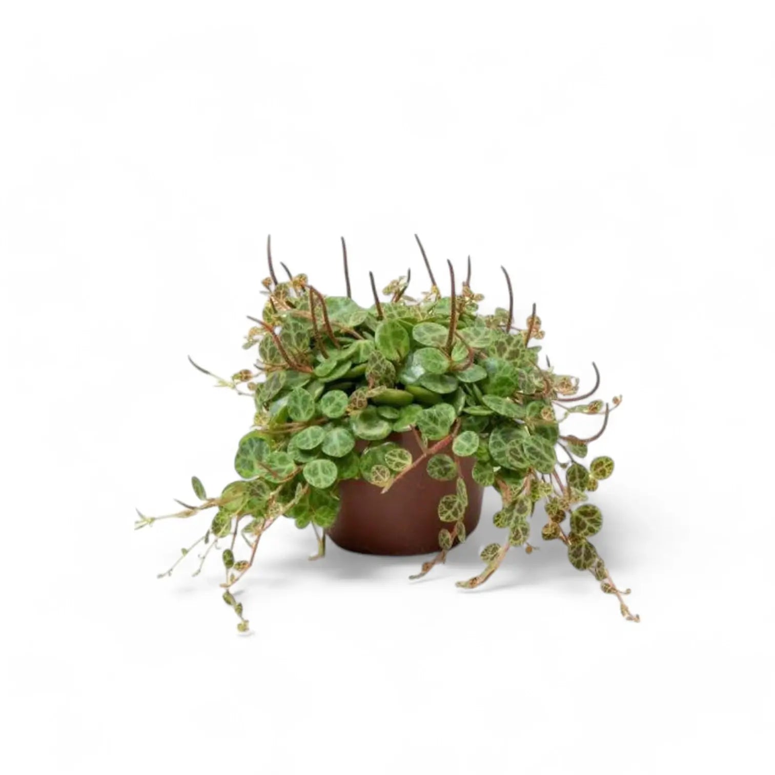 Peperomia prostrata potted plant in nursery pot on white background.