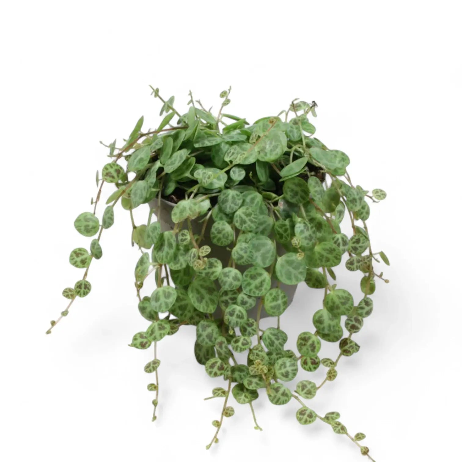 Peperomia prostrata potted plant in nursery pot on white background.