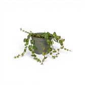 Peperomia prostrata ‘String of Turtles’ als Baby-Pflanze im Kulturtopf.