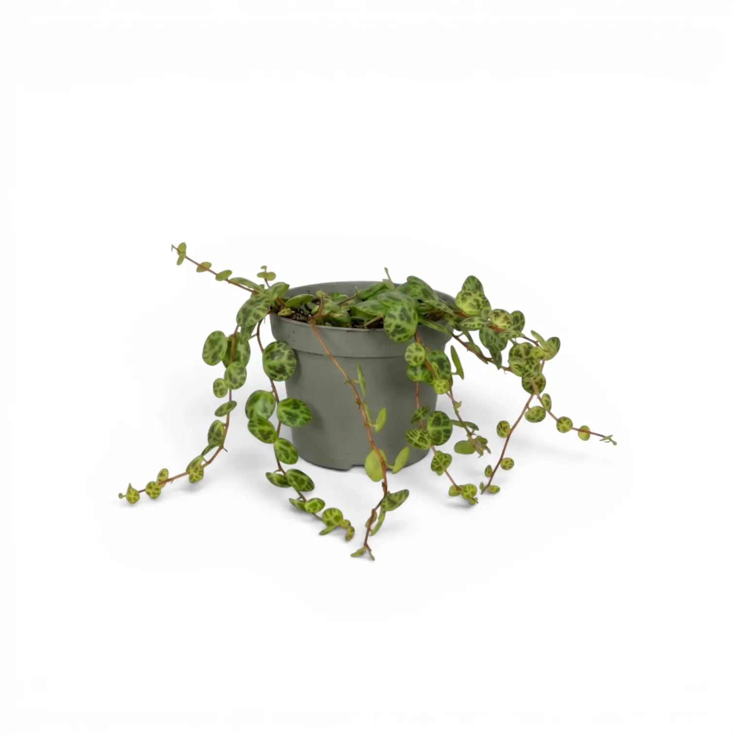 Peperomia prostrata ‘String of Turtles’ als Baby-Pflanze im Kulturtopf.