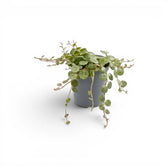 Peperomia prostrata ‘String of Turtles’ als Baby-Pflanze im Kulturtopf.