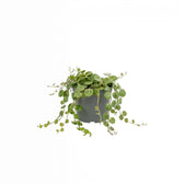 Peperomia prostrata ‘String of Turtles’ als Baby-Pflanze im Kulturtopf.