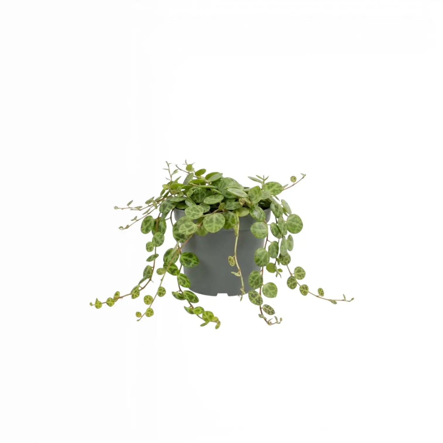 Peperomia prostrata ‘String of Turtles’ als Baby-Pflanze im Kulturtopf.