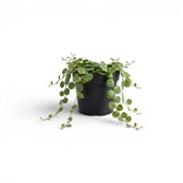 Peperomia prostrata ‘String of Turtles’ als Baby-Pflanze im Kulturtopf.