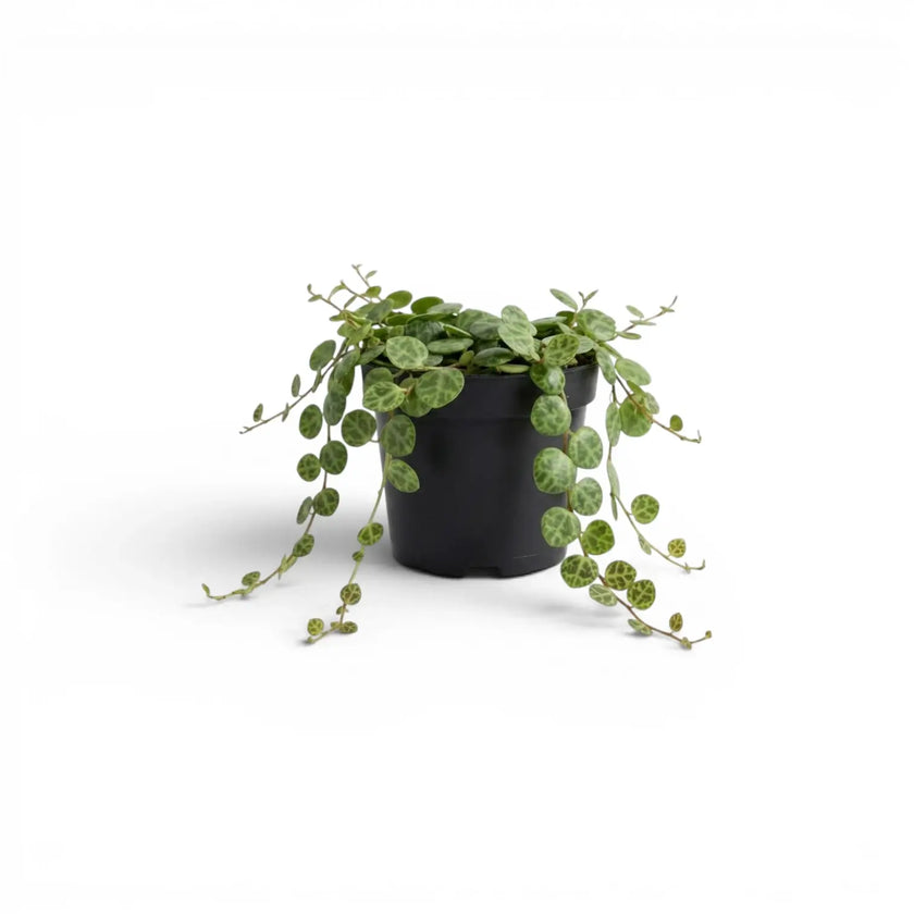 Peperomia prostrata ‘String of Turtles’ als Baby-Pflanze im Kulturtopf.