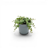 Peperomia prostrata ‘String of Turtles’ als Baby-Pflanze im Kulturtopf.