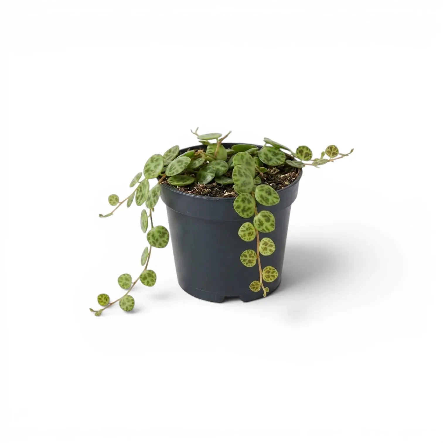 Peperomia prostrata ‘String of Turtles’ als Baby-Pflanze im Kulturtopf.