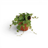 Peperomia prostrata ‘String of Turtles’ als Baby-Pflanze im Kulturtopf.