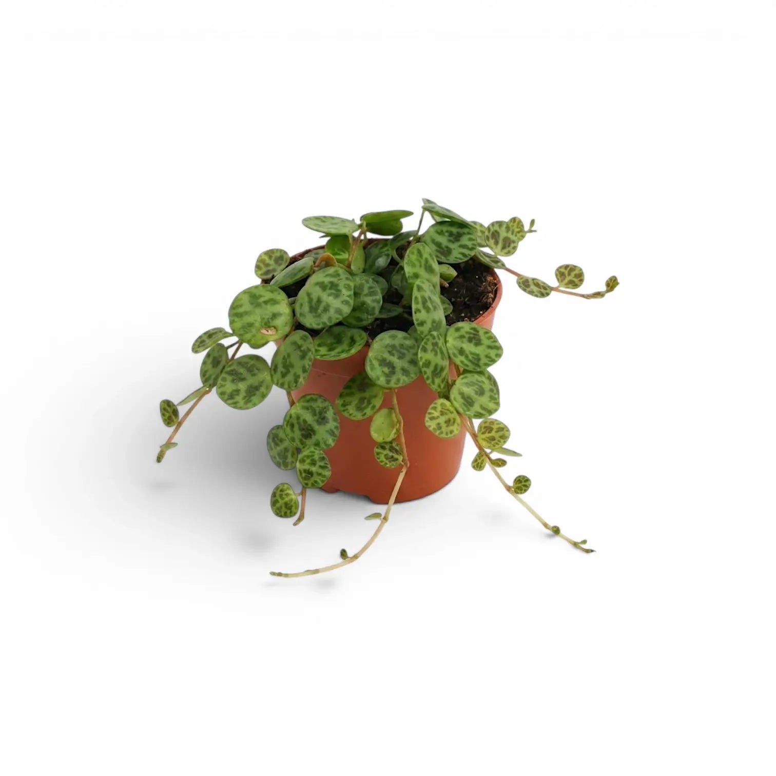 Peperomia prostrata ‘String of Turtles’ als Baby-Pflanze im Kulturtopf.