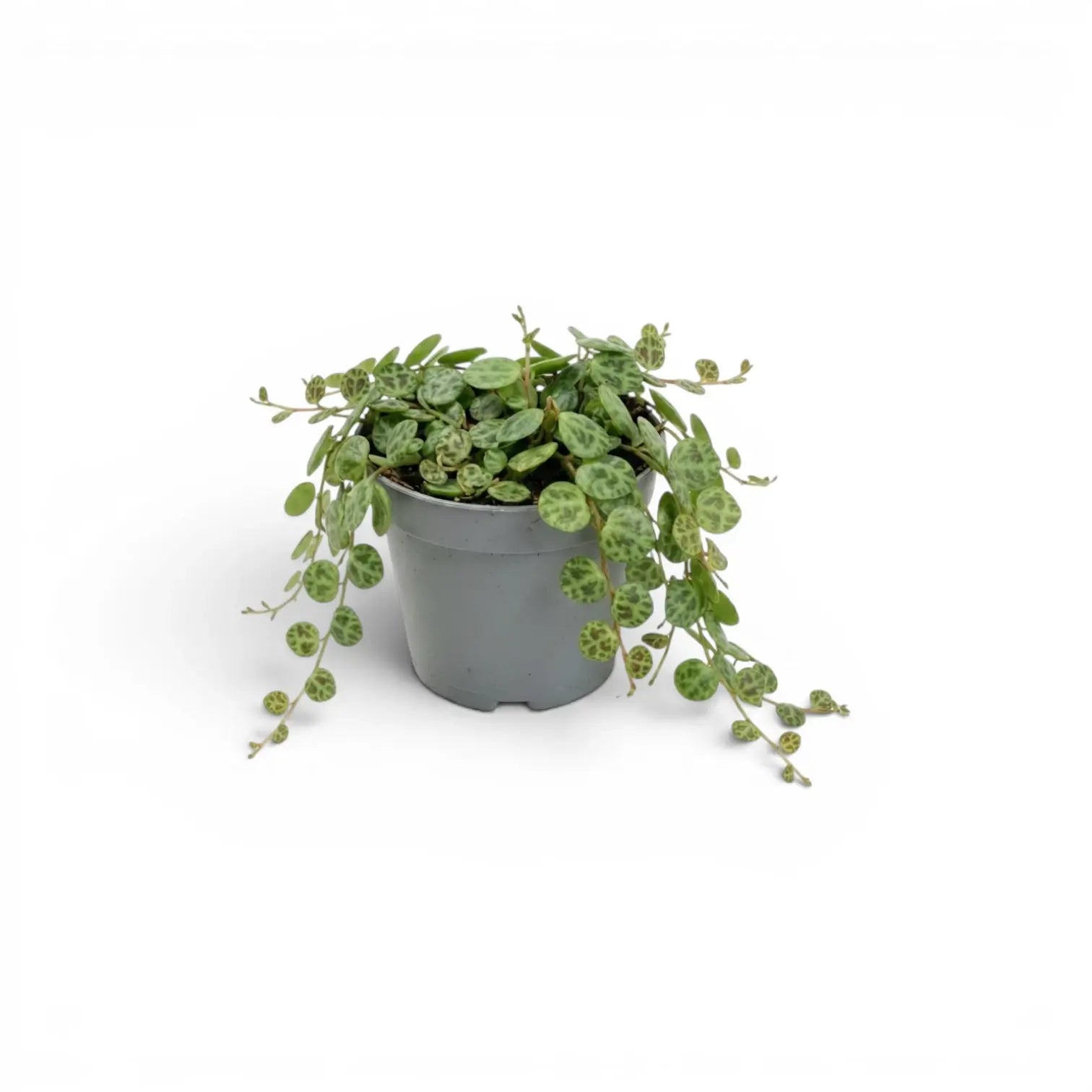 Peperomia prostrata ‘String of Turtles’ als Baby-Pflanze im Kulturtopf.
