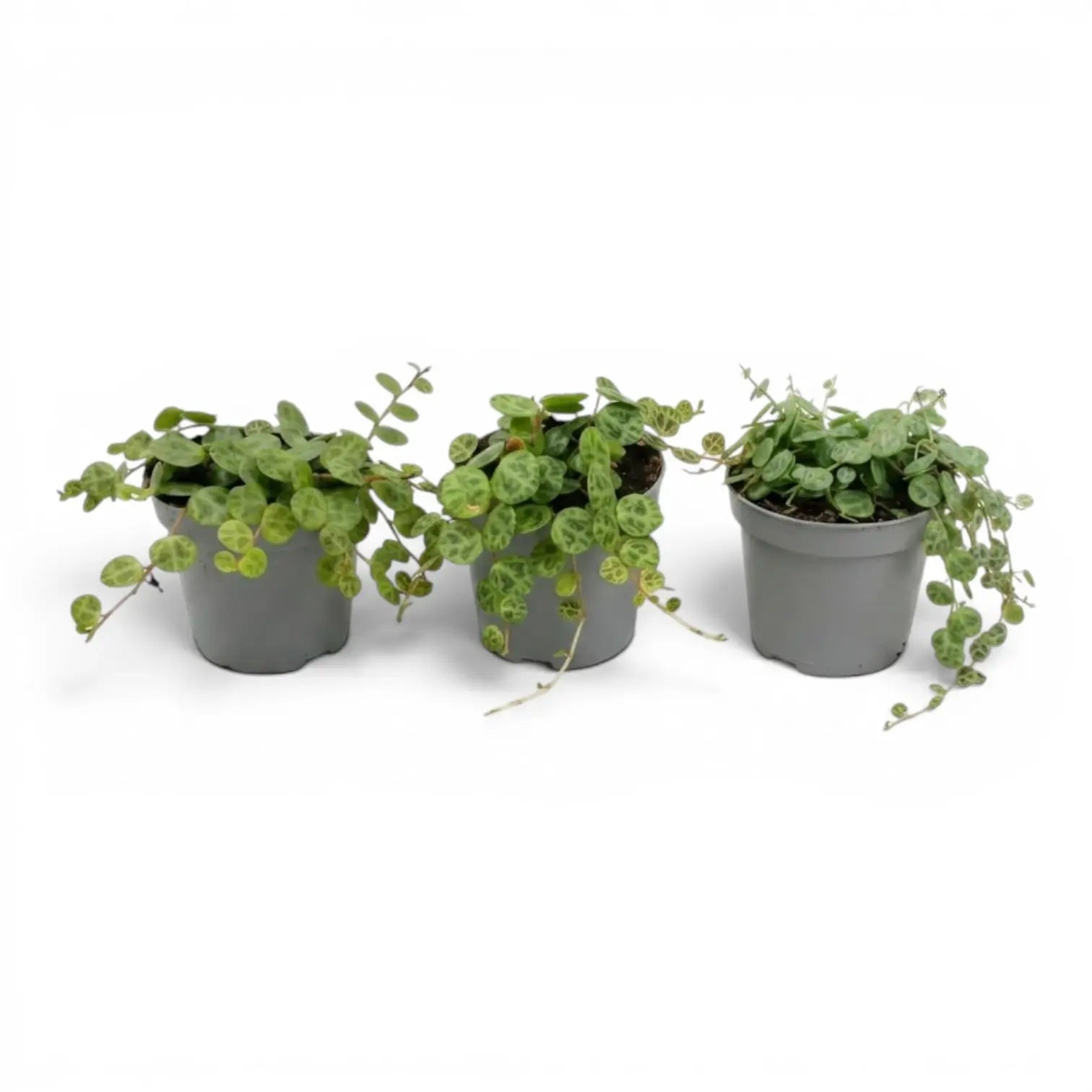 Peperomia prostrata ‘String of Turtles’ als Baby-Pflanze im Kulturtopf.