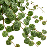Blattdetail von Peperomia prostrata ‘String of Turtles’ mit runden gemusterten Blättern.