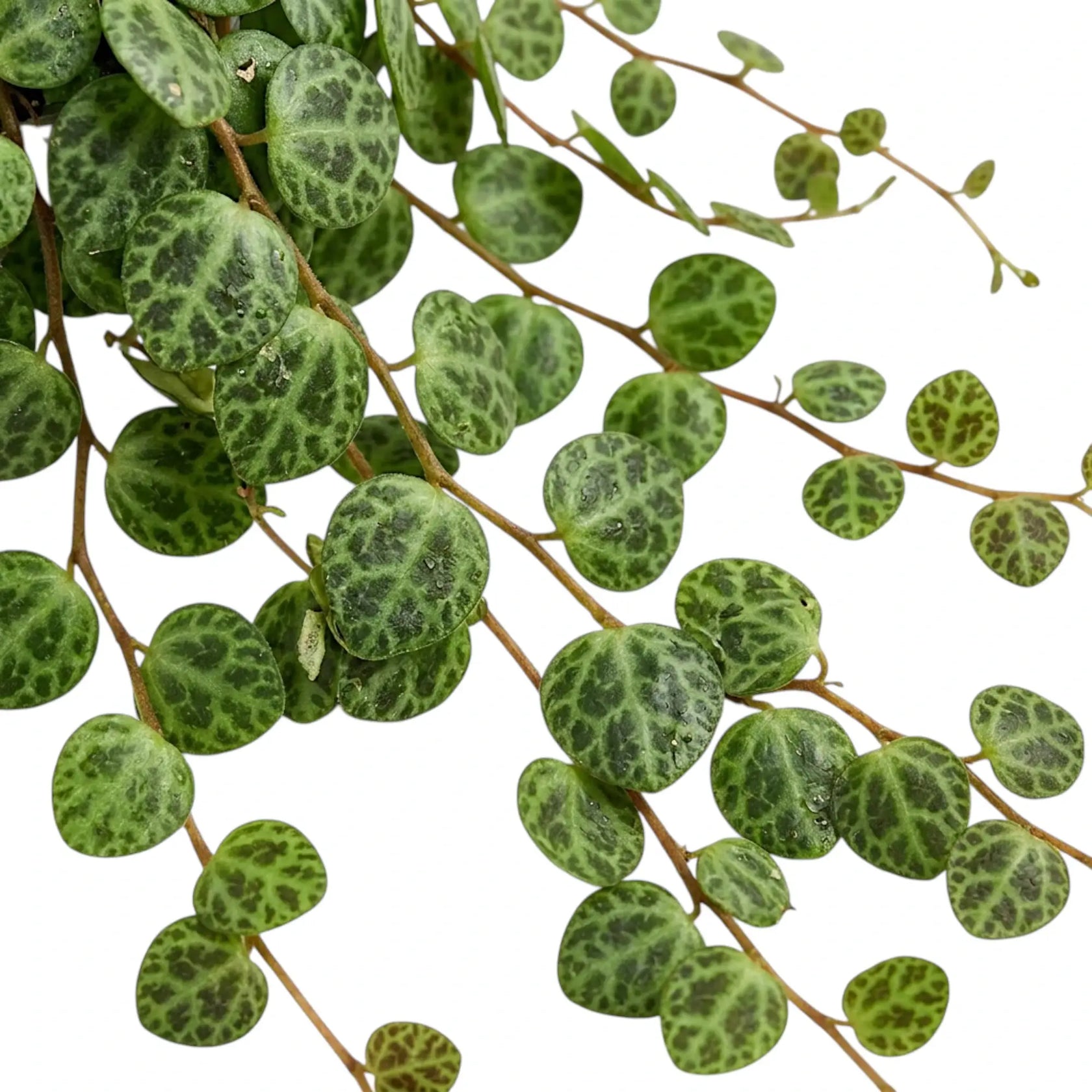 Blattdetail von Peperomia prostrata ‘String of Turtles’ mit runden gemusterten Blättern.