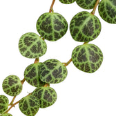Blattdetail von Peperomia prostrata ‘String of Turtles’ mit runden gemusterten Blättern.