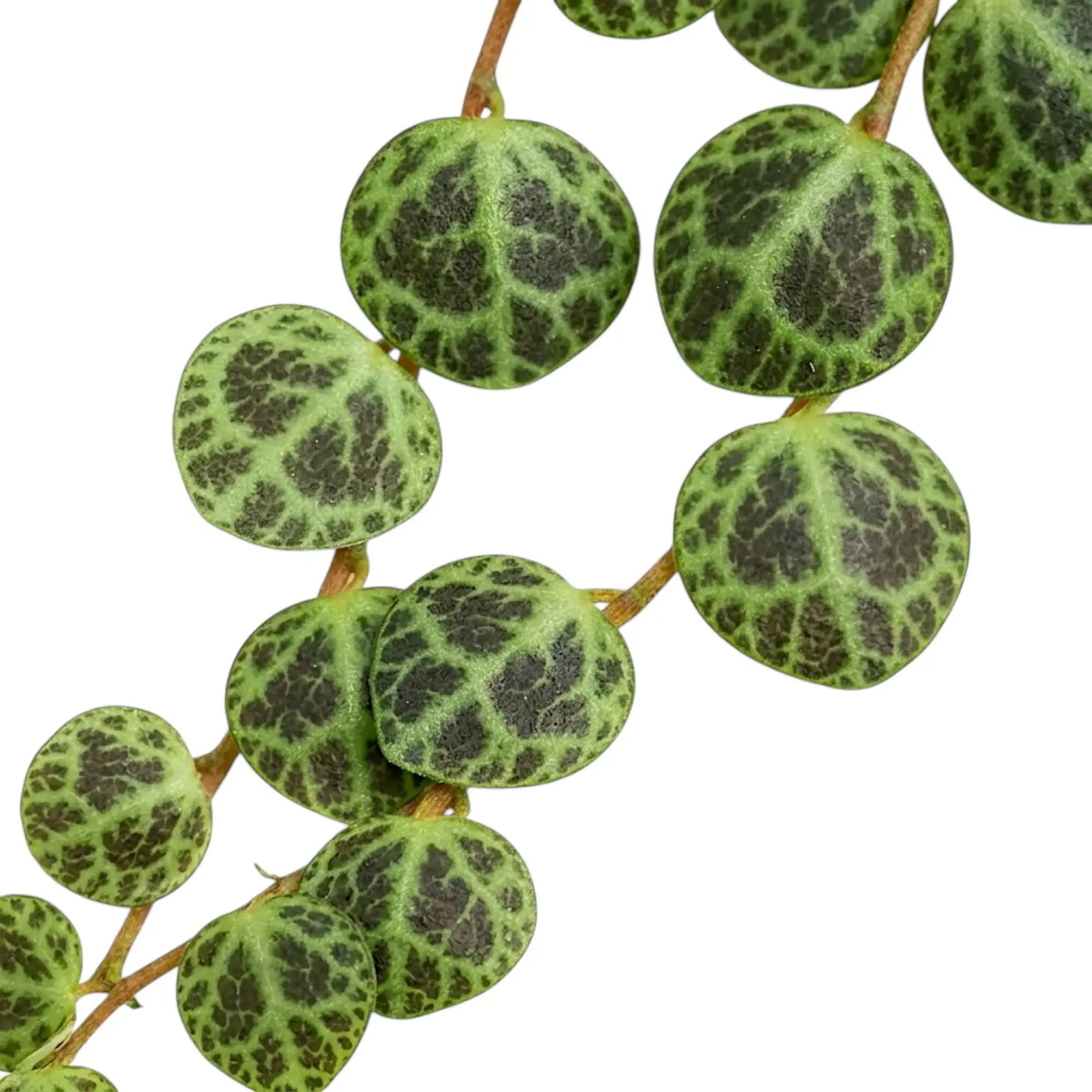 Blattdetail von Peperomia prostrata ‘String of Turtles’ mit runden gemusterten Blättern.