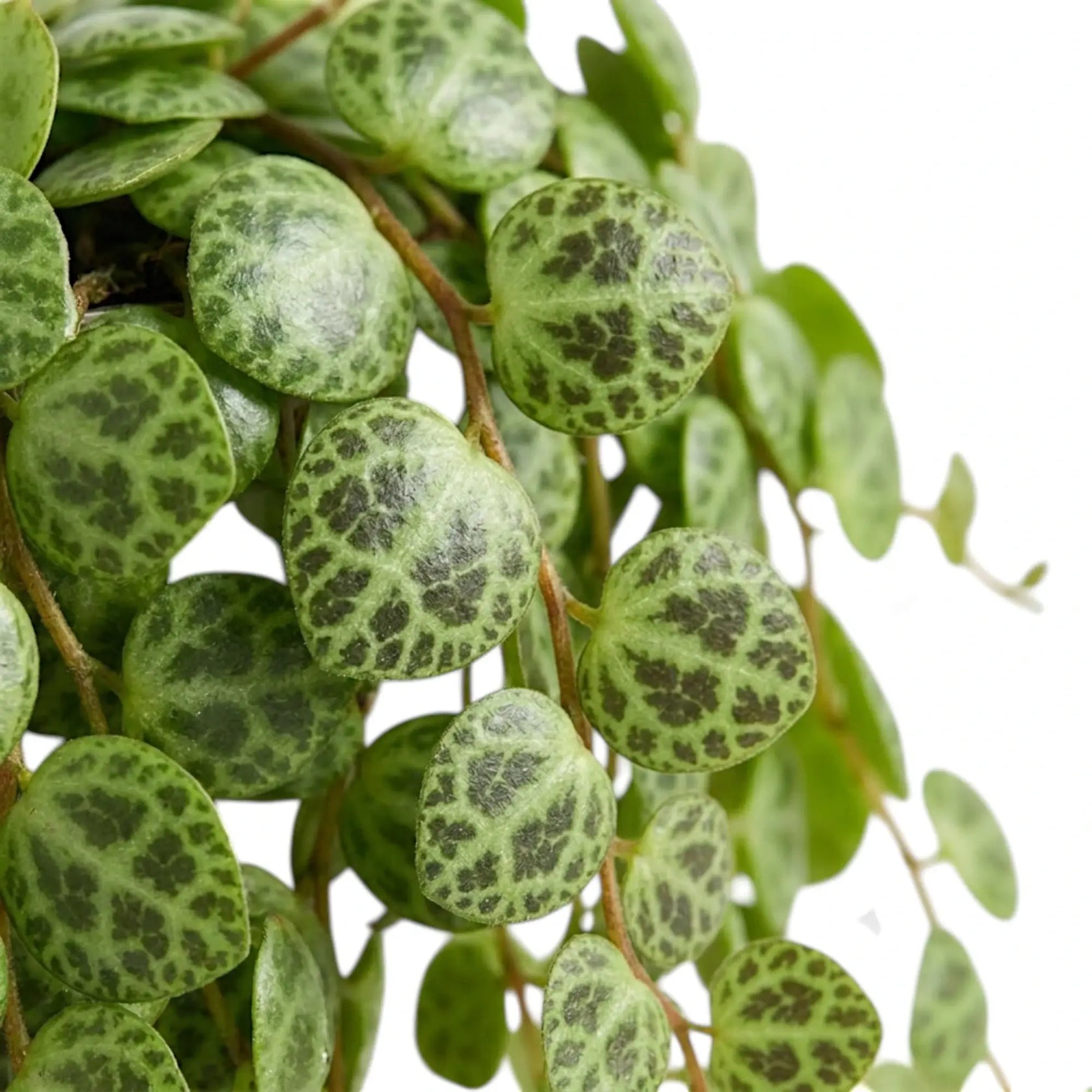 Blattdetail von Peperomia prostrata ‘String of Turtles’ mit runden gemusterten Blättern.