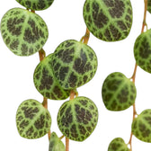Blattdetail von Peperomia prostrata ‘String of Turtles’ mit runden gemusterten Blättern.