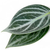 Peperomia pseudovariegata var. sarcophylla close-up of leaf on white background.