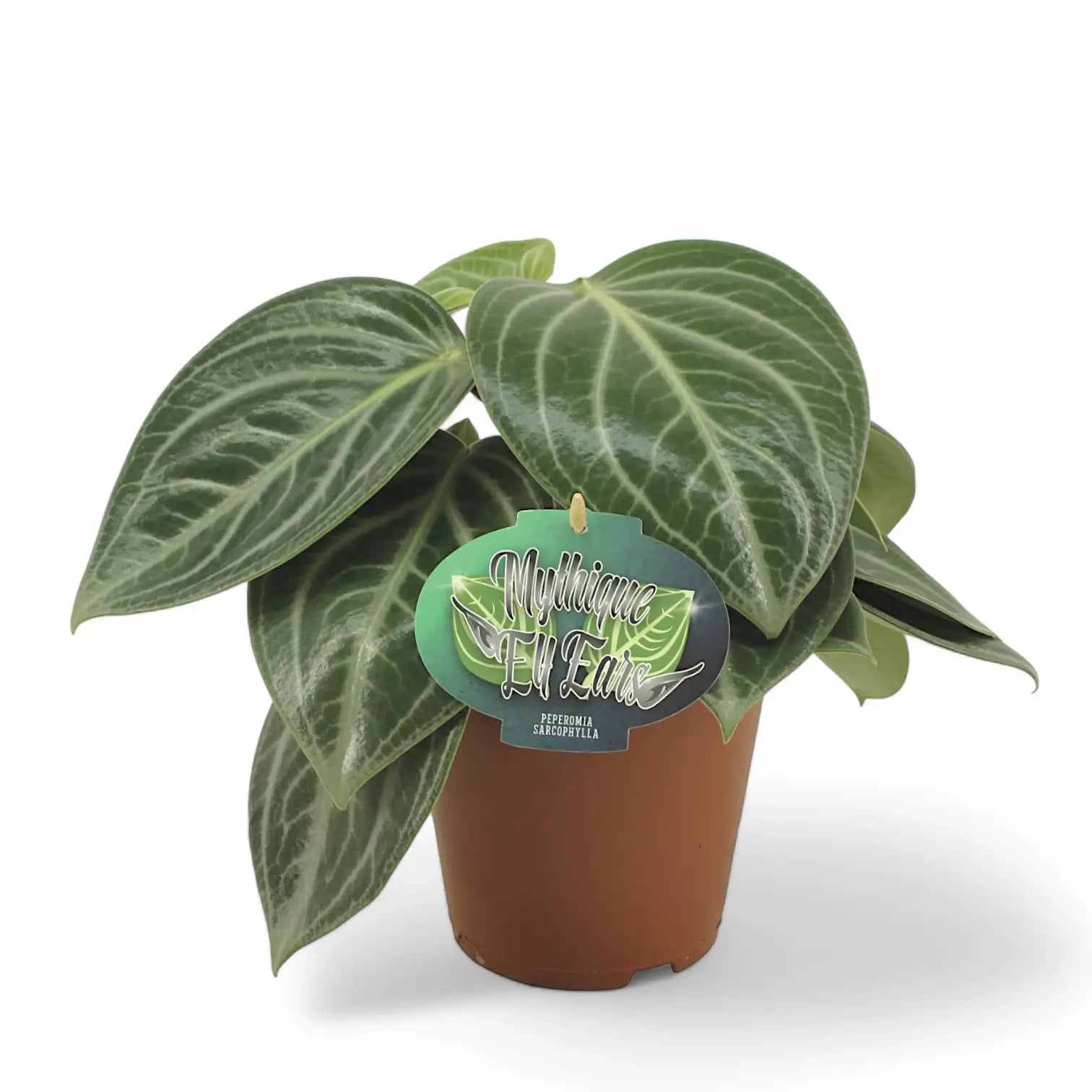 Peperomia pseudovariegata var. sarcophylla potted plant in nursery pot on white background.