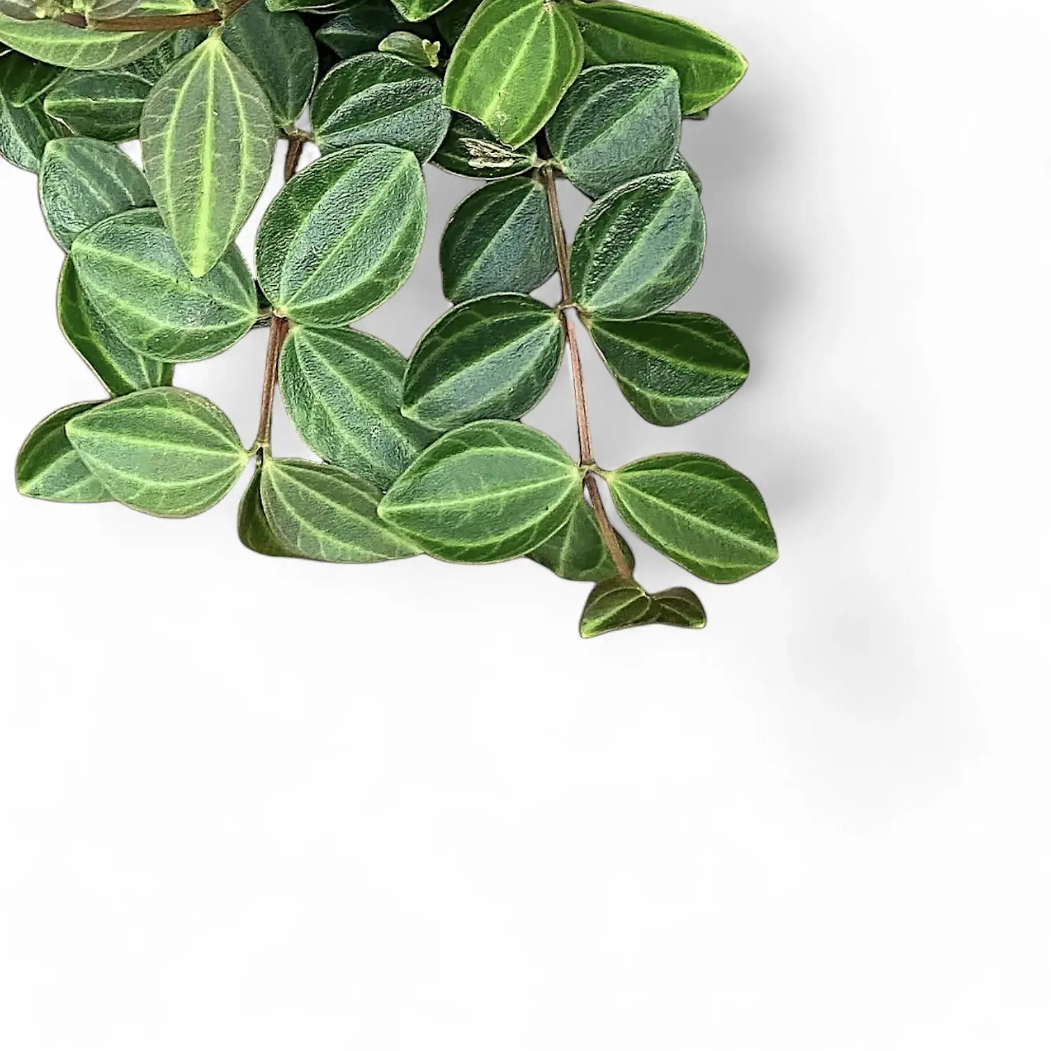 Peperomia quadrangularis 'Rocca Scuro' leaf close-up on white background.