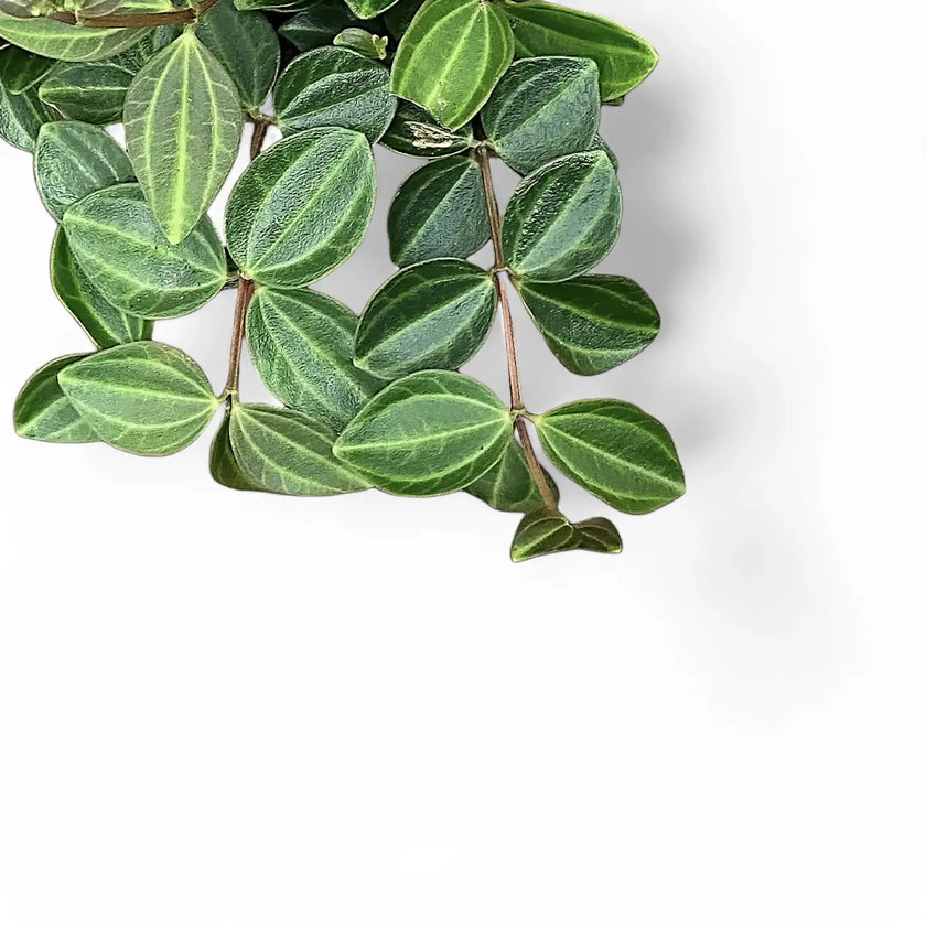 Peperomia quadrangularis 'Rocca Scuro' leaf close-up on white background.