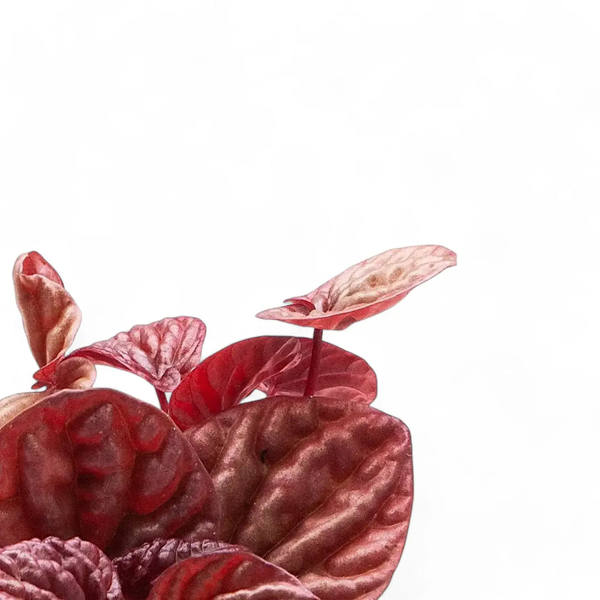 Nahaufnahme eines Blatts von Peperomia 'Quito' vor weißem Hintergrund.