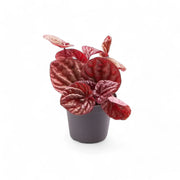 Peperomia 'Quito' potted plant in nursery pot on white background.