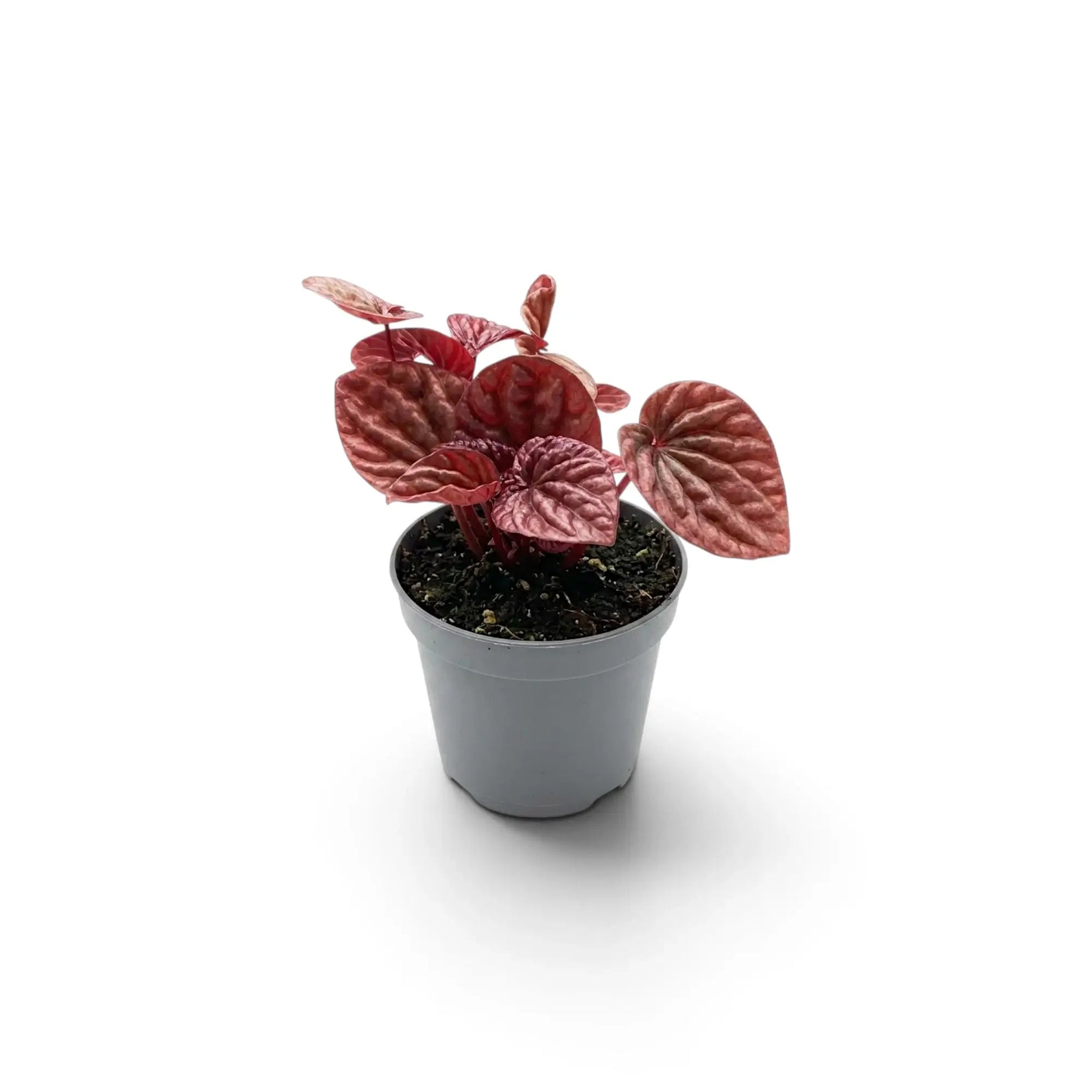 Young Peperomia 'Quito' in a nursery pot