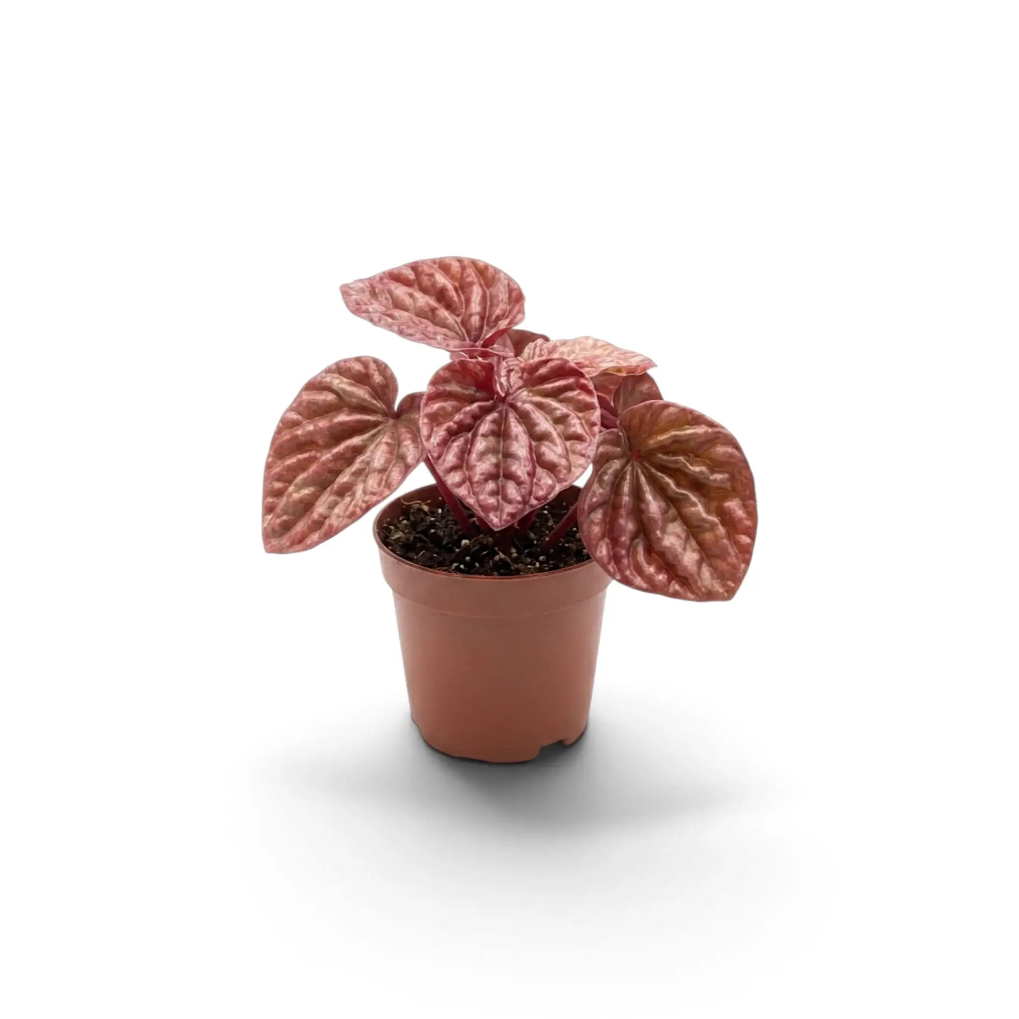 Young Peperomia 'Quito' in a nursery pot