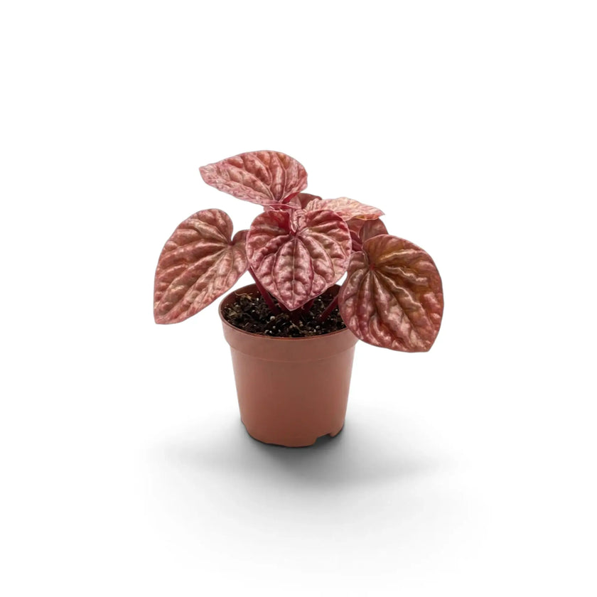 Young Peperomia 'Quito' in a nursery pot