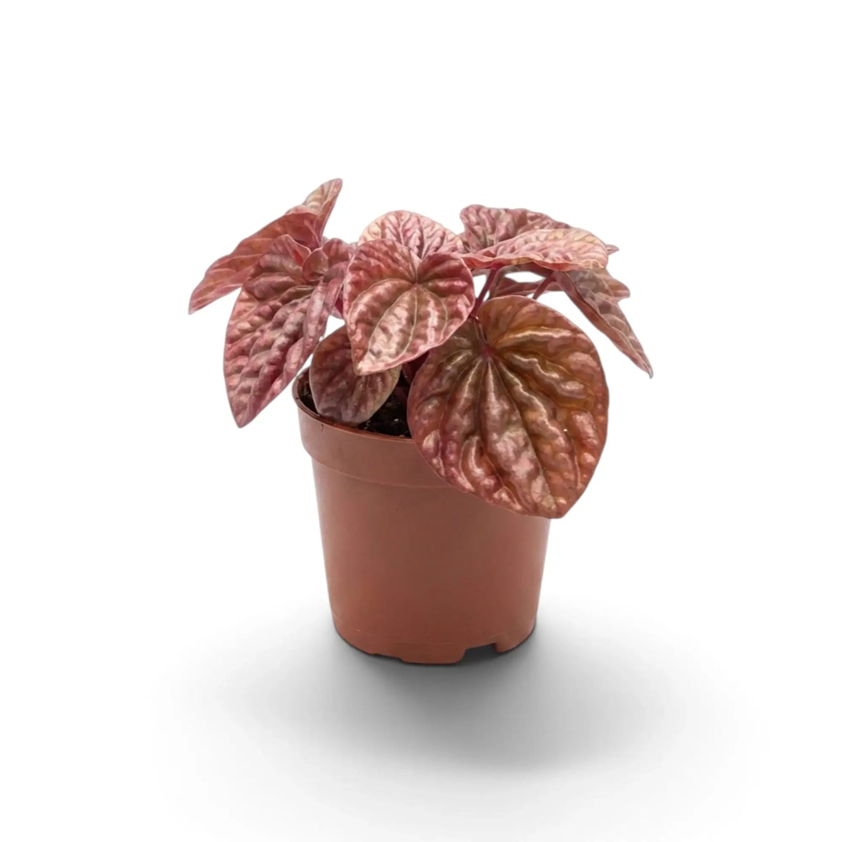 Young Peperomia 'Quito' in a nursery pot