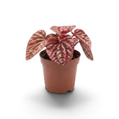Young Peperomia 'Quito' in a nursery pot