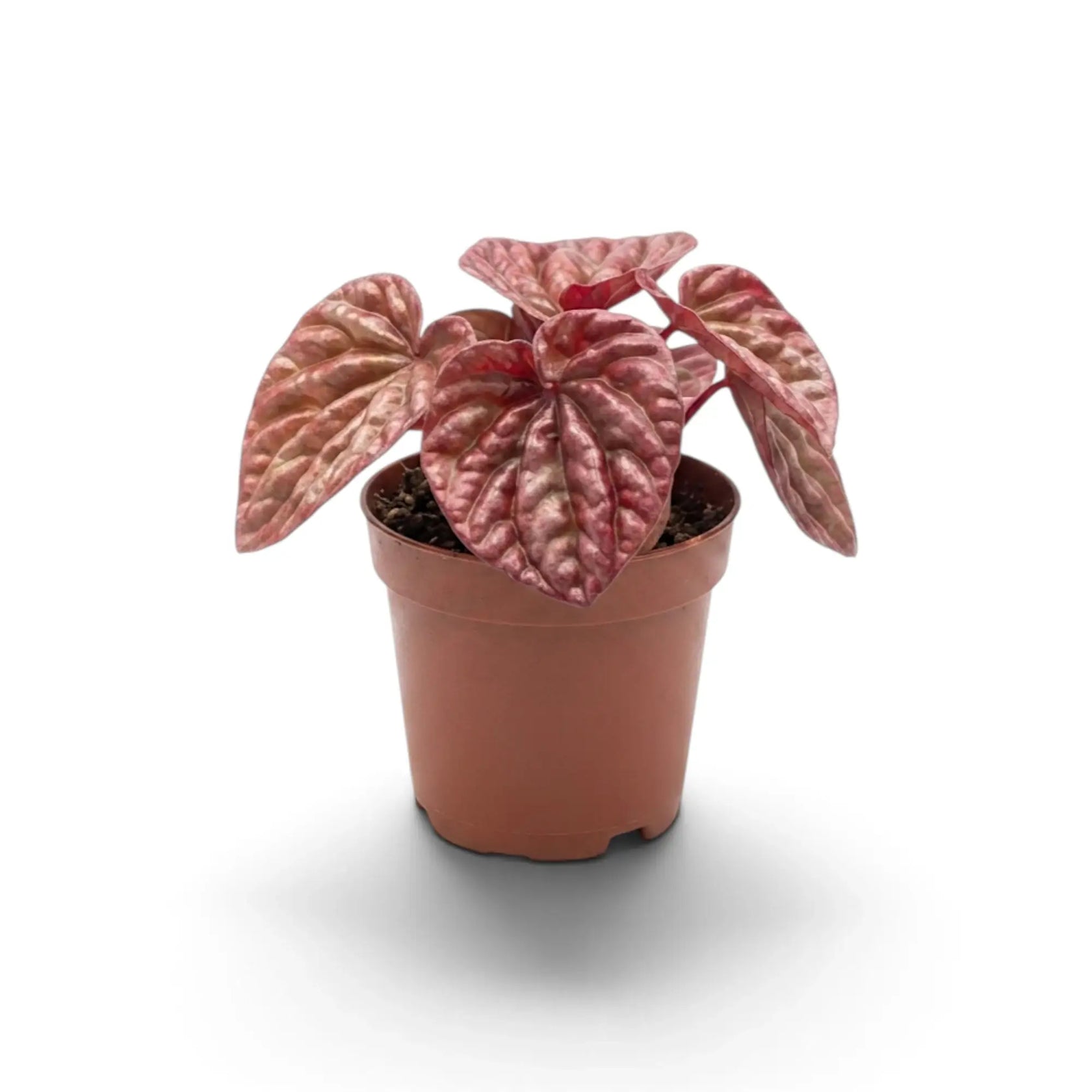 Young Peperomia 'Quito' in a nursery pot