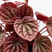 Peperomia 'Quito' foliage close-up