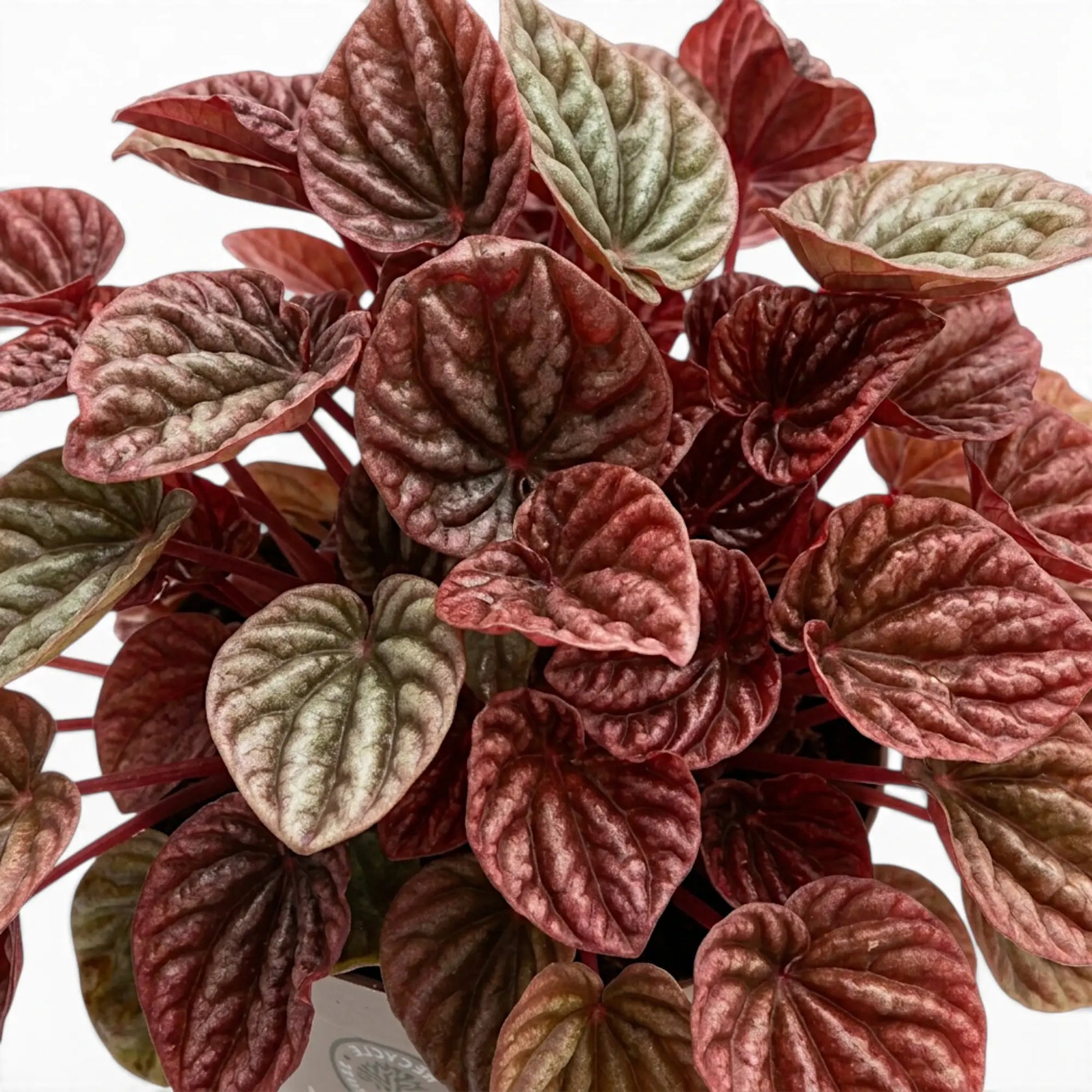 Peperomia 'Quito' foliage close-up