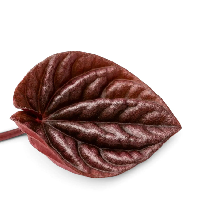 Peperomia 'Quito' single leaf close-up
