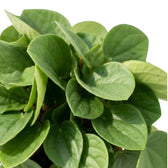 Peperomia ‘Rana Verde’ foliage close-up with broad glossy green leaves and lighter undersides.