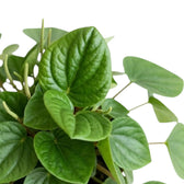 Peperomia ‘Rana Verde’ foliage close-up with broad glossy green leaves and lighter undersides.