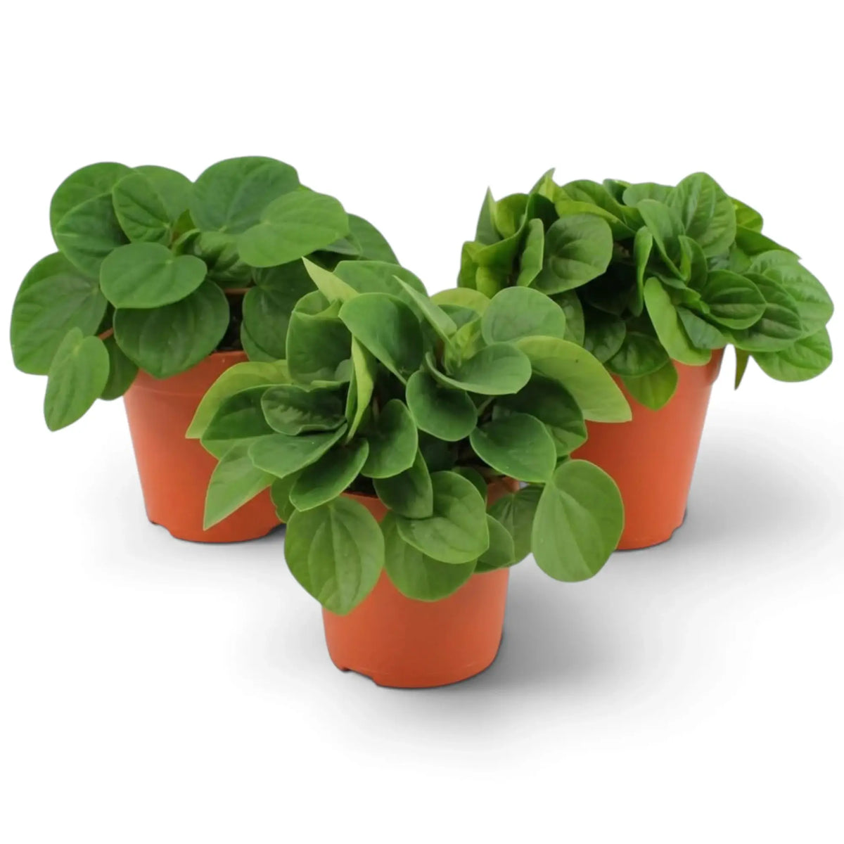 Peperomia ‘Rana Verde’ forming a low mound of broad glossy fresh-green leaves in a nursery pot.