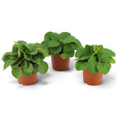 Peperomia ‘Rana Verde’ forming a low mound of broad glossy fresh-green leaves in a nursery pot.