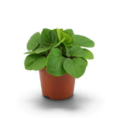 Peperomia ‘Rana Verde’ forming a low mound of broad glossy fresh-green leaves in a nursery pot.