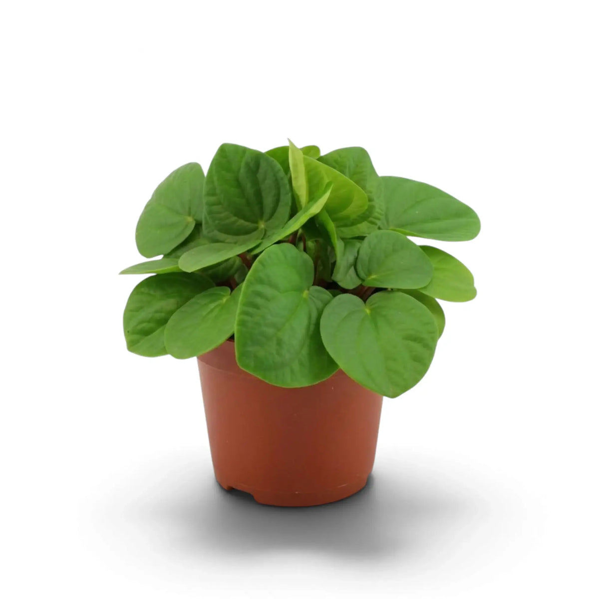 Peperomia ‘Rana Verde’ forming a low mound of broad glossy fresh-green leaves in a nursery pot.