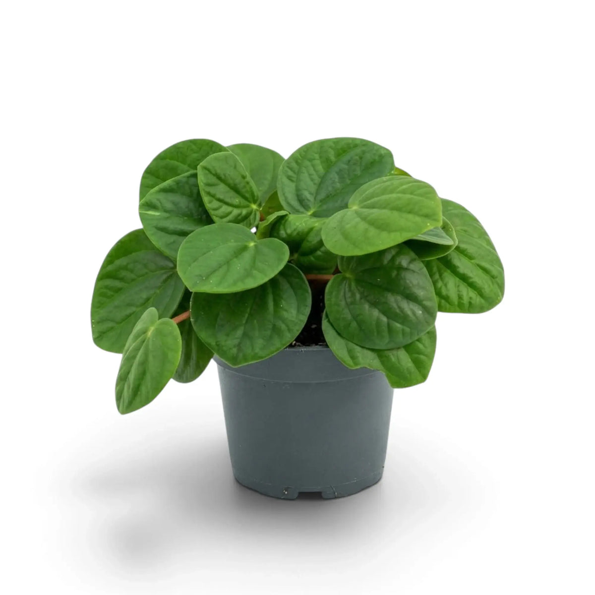 Peperomia ‘Rana Verde’ forming a low mound of broad glossy fresh-green leaves in a nursery pot.