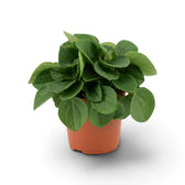 Peperomia ‘Rana Verde’ forming a low mound of broad glossy fresh-green leaves in a nursery pot.