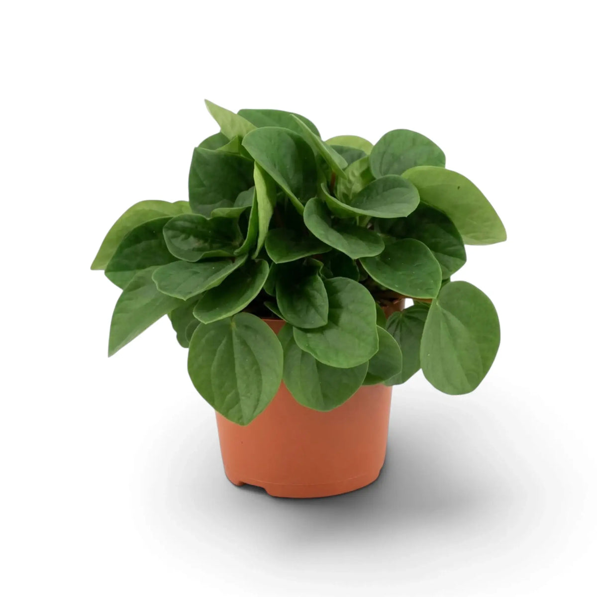 Peperomia ‘Rana Verde’ forming a low mound of broad glossy fresh-green leaves in a nursery pot.